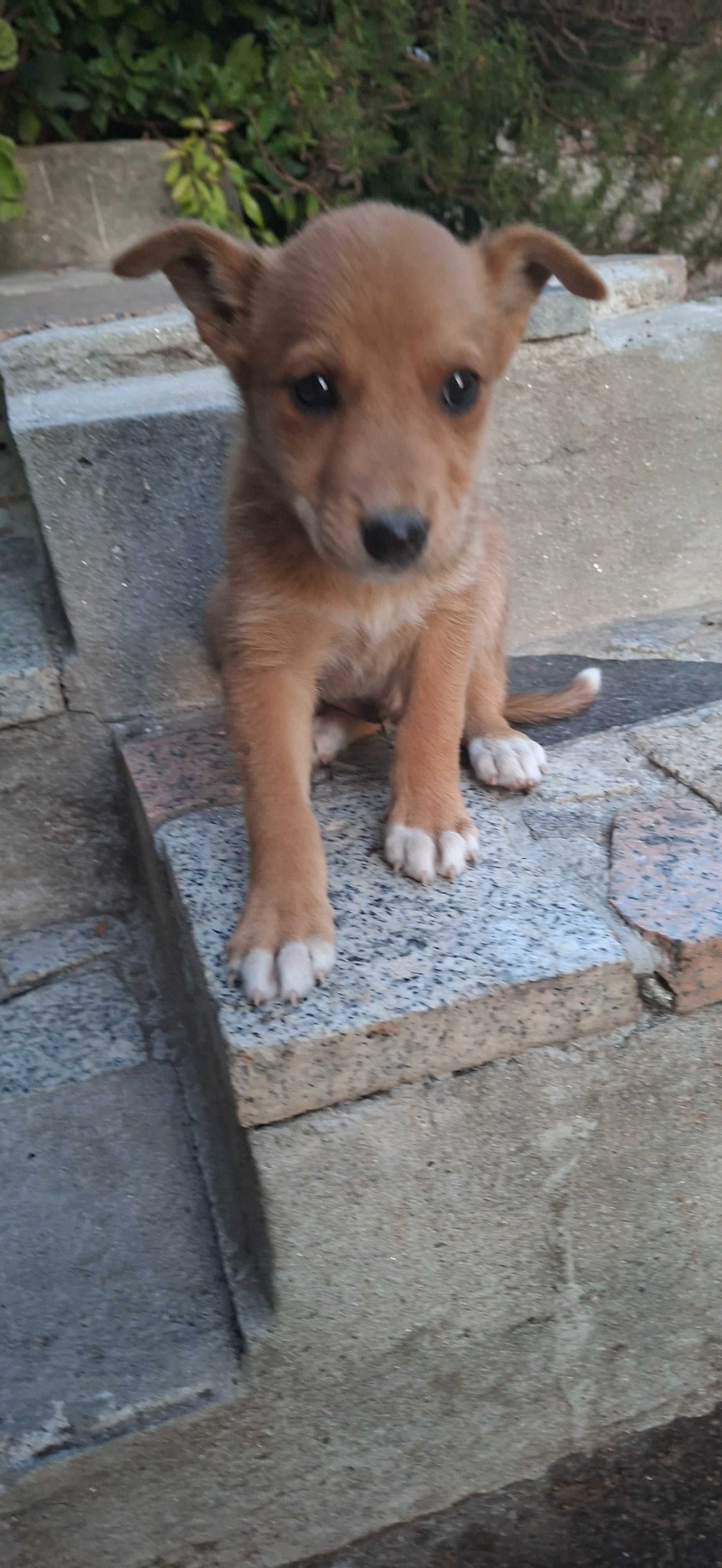 Dou caes racado podengo