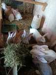 Vendo coelhos para criação