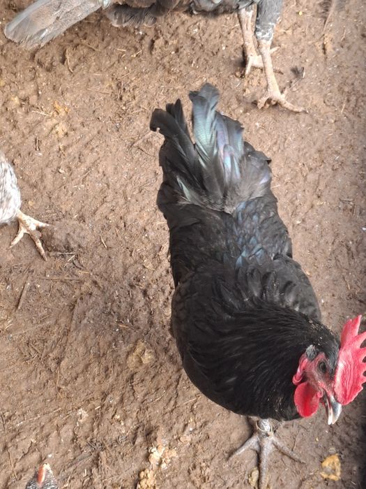 Galos e Galinhas Preto Lusitanos