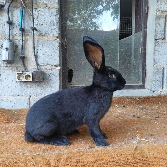 samice olbrzym srokacz czarny pełnobarwny