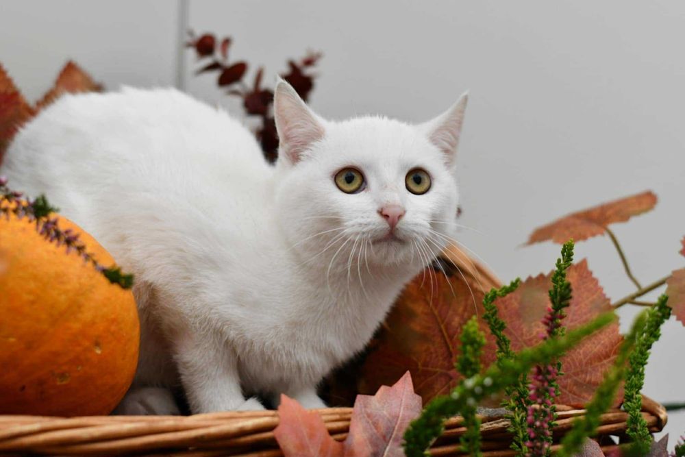 Bubu szuka kochającego domku!