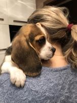 Beagle tricolor suczka, piesek! Paszport, rodowód.