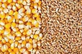 Зерно кукурудзи та пшениці на корм