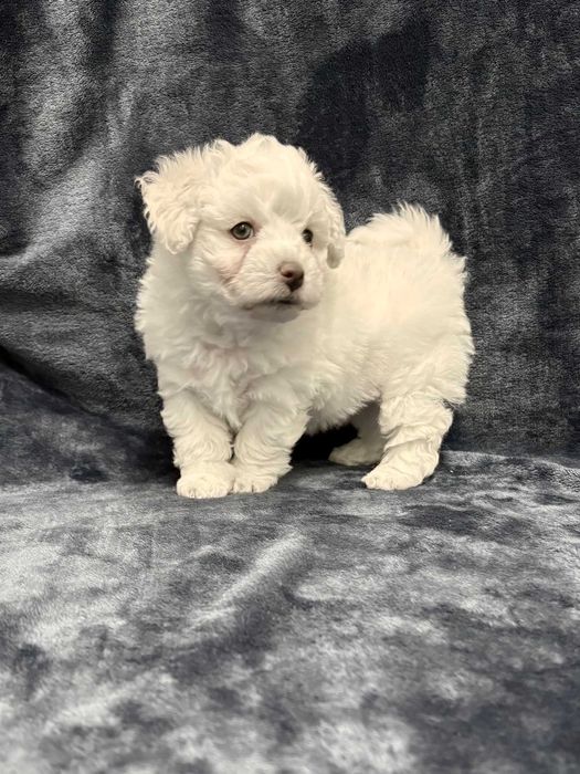 Wyjątkowy chłopczyk Bichon Frise FCI