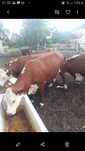 Krowa 100%Hereford