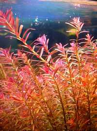 Rotala Hra Vietnam