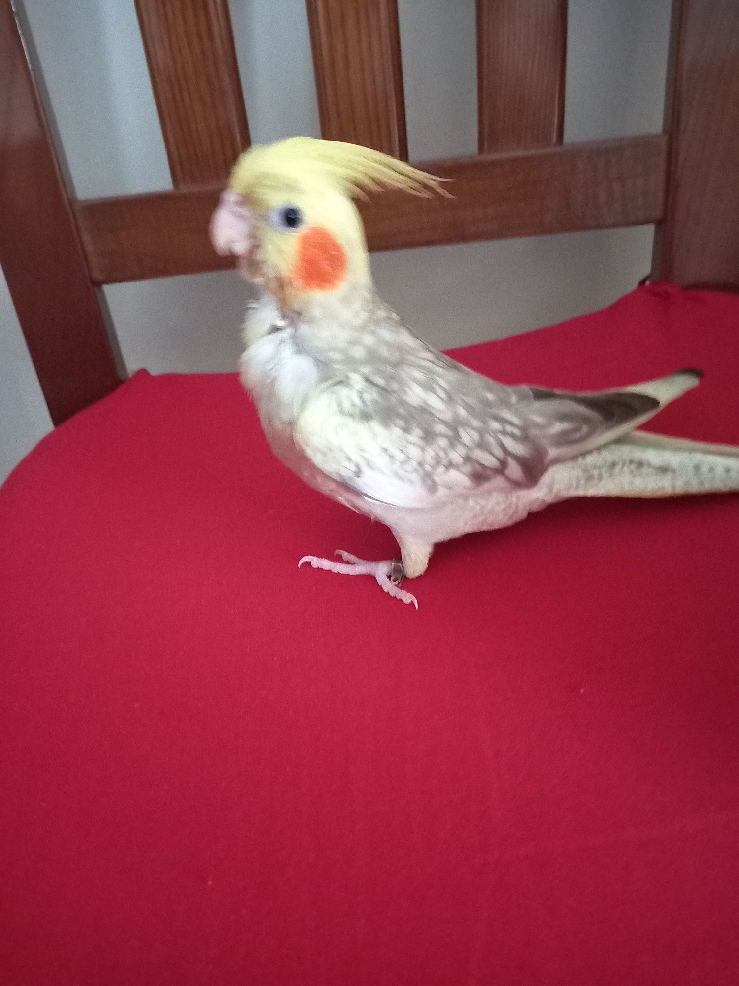Caturra domesticada