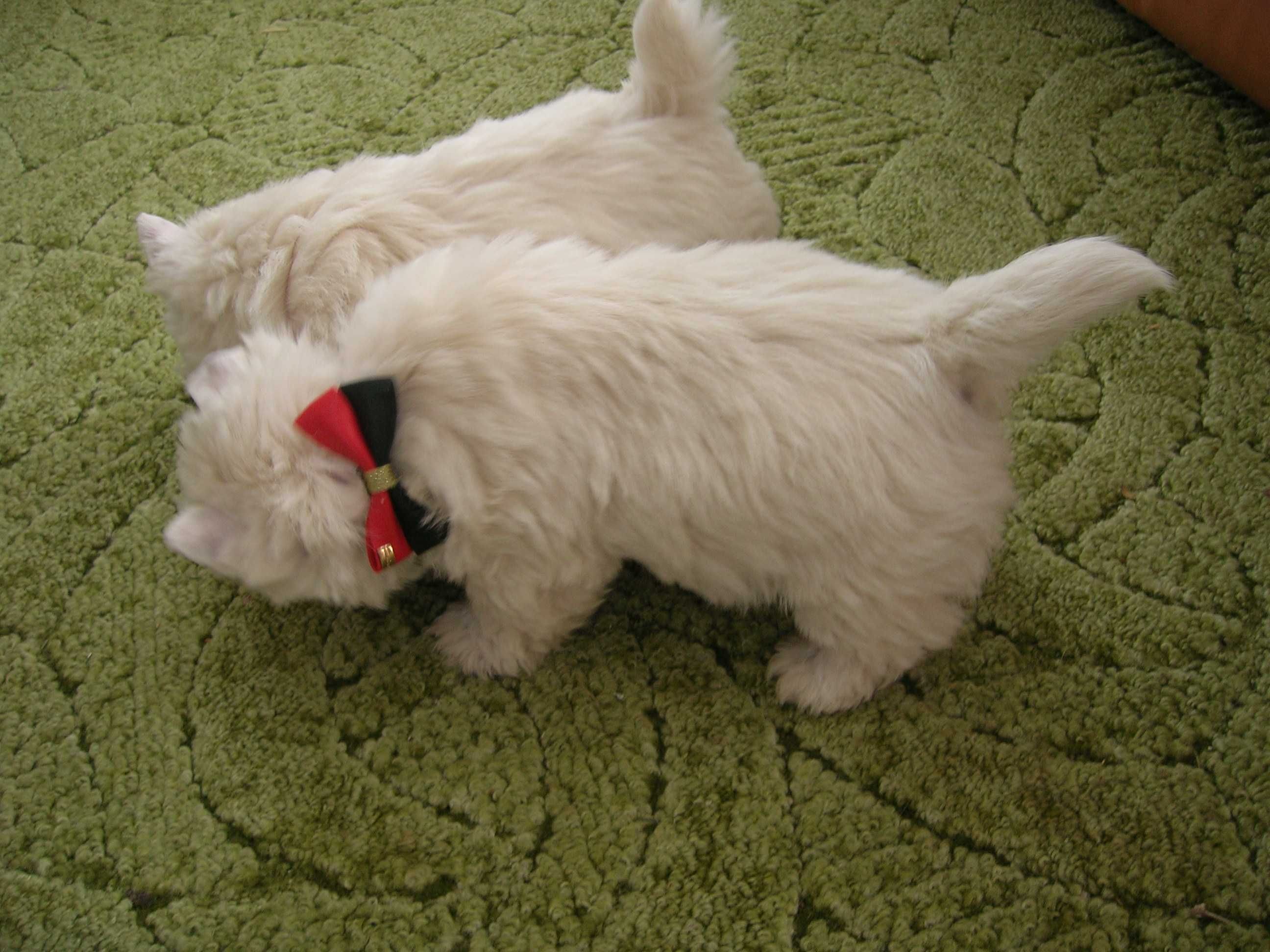 West Terrier-śliczna sunia