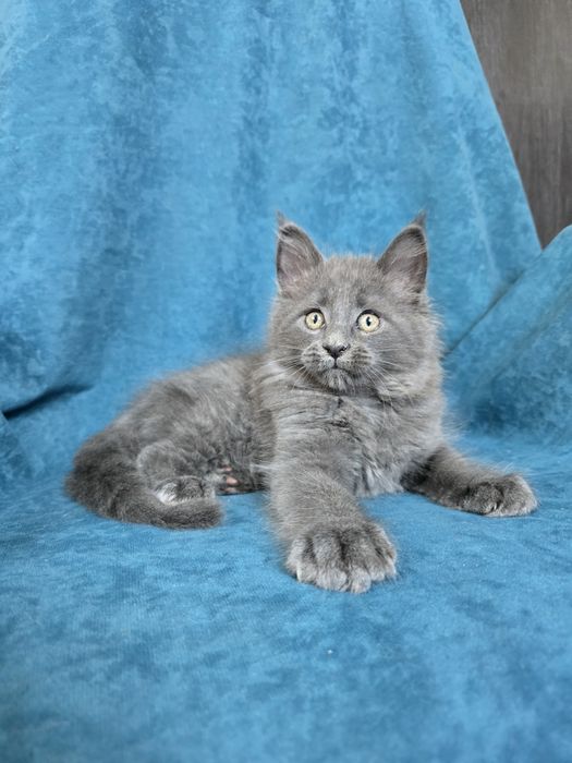 Неперевершені кошенята Мейн-кун