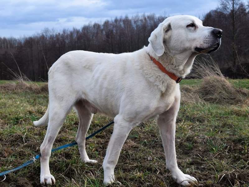 Bianco kochany wielkopies szuka domu