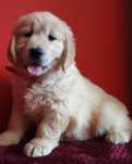 Golden Retriever ZkwP