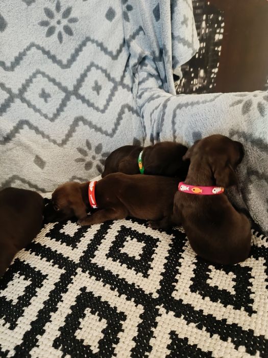 Piesek wyżeł niemiecki krótkowłosy