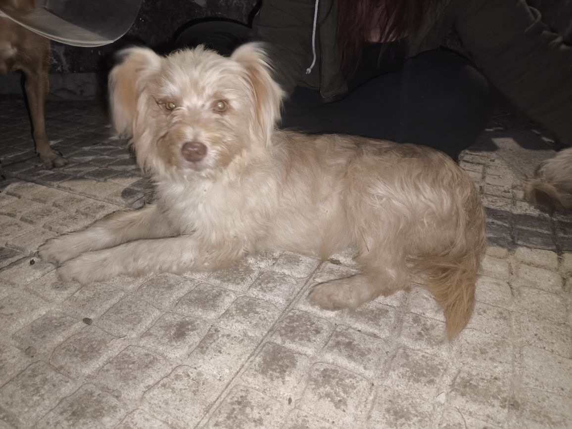 Sandy porte pequeno