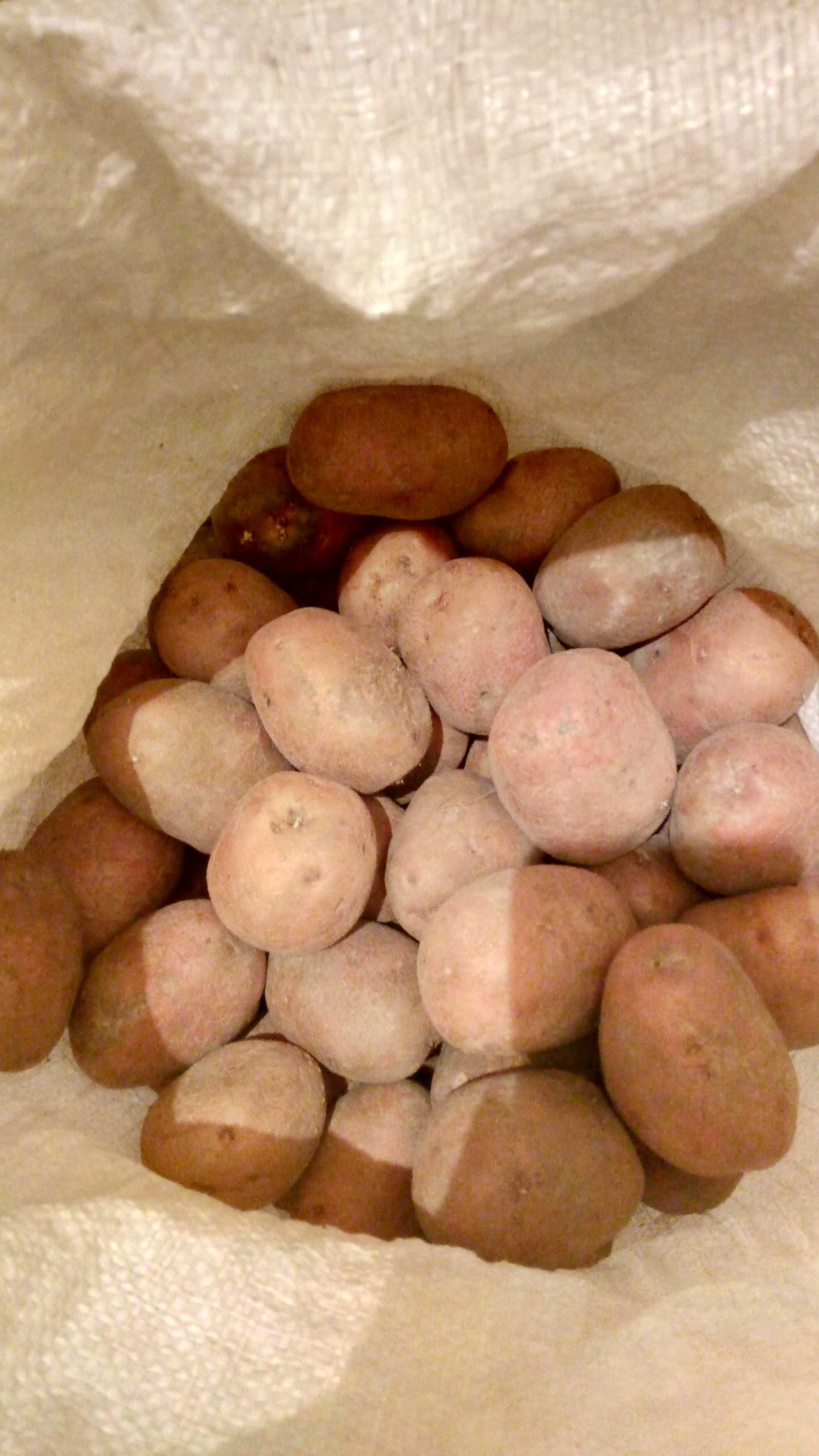 Продам відбірну картоплю Біла роса
