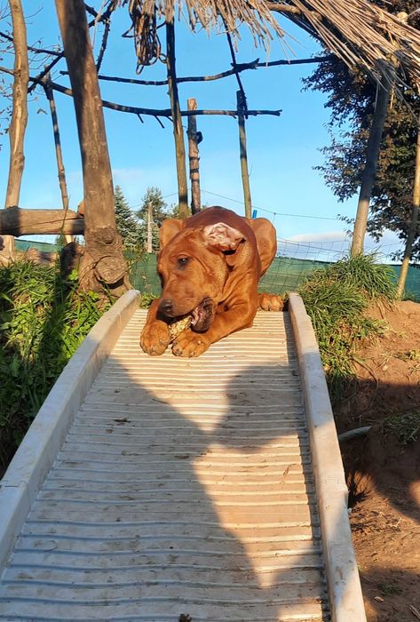 Ostatni szczeniak Rhodesian Ridgeback - Wystawowy - ZKwP + Paszport