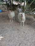 Vendo ovelhas (casal)