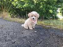 maltipoo szczeniak