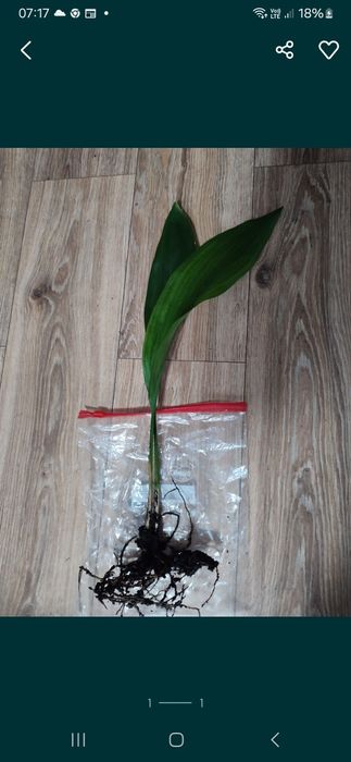 Aspidistra żelazna dama