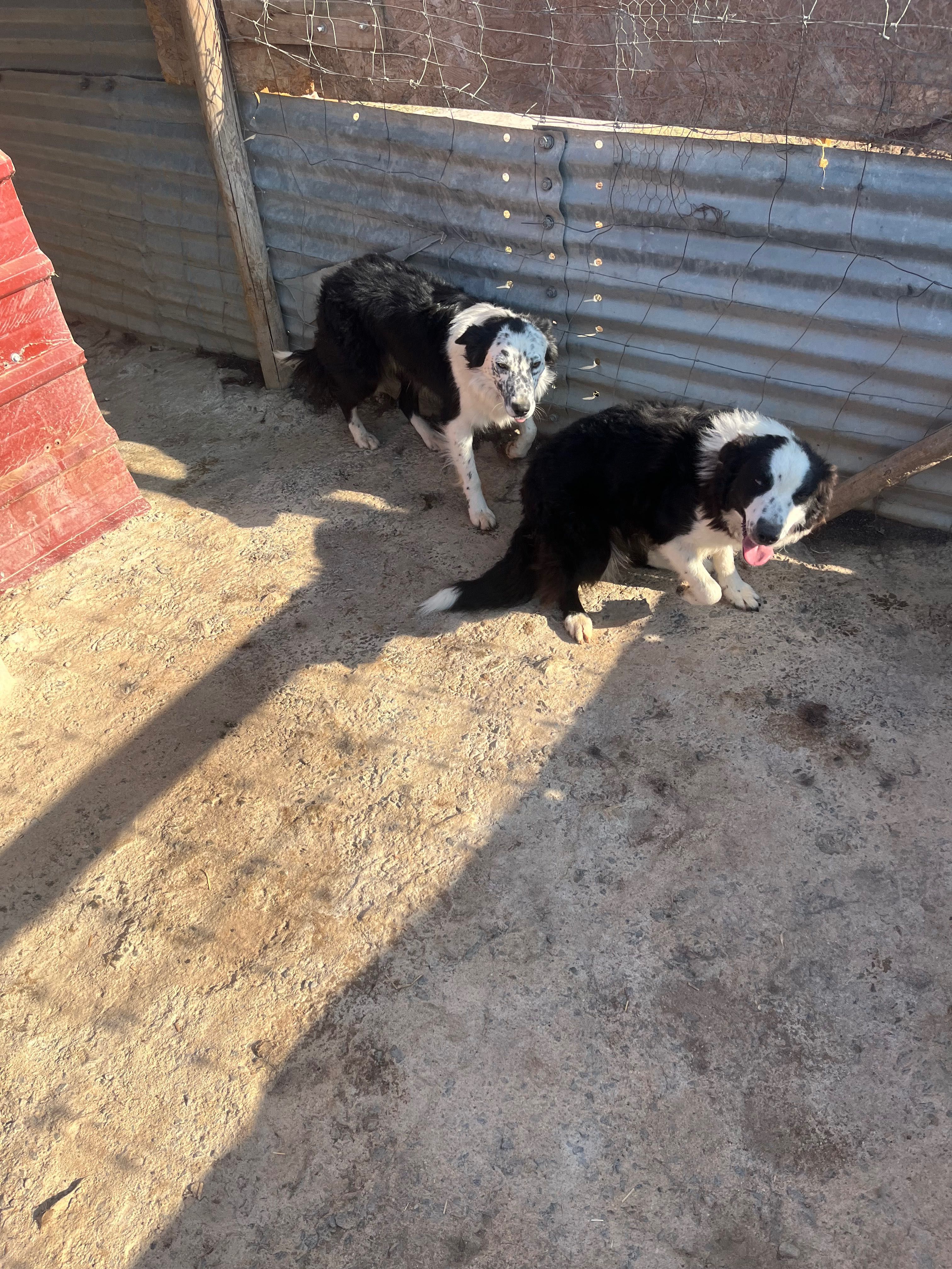 Ofereço casal de cães
