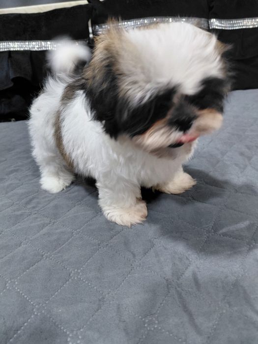 Piękny piesek Shih Tzu tri color gotowy do odbioru
