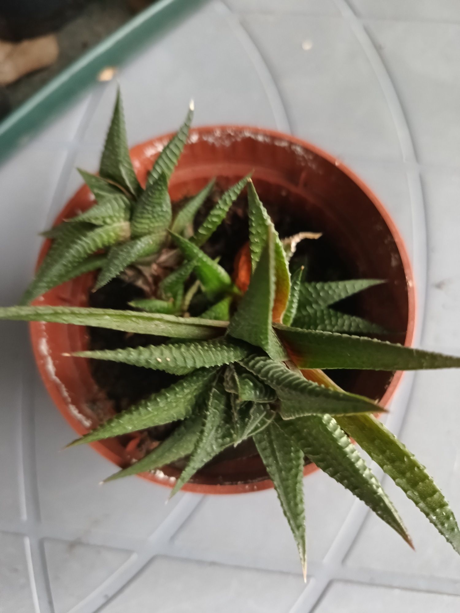 Haworthia limifolia