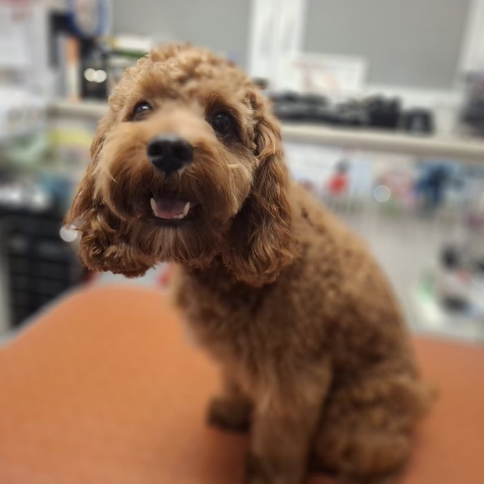 Cavapoo po wszystkich szczepieniach, do rezerwacji