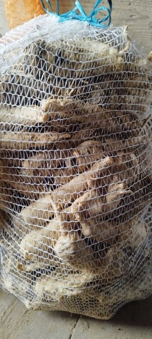 Marchew pietruszka burak ćwikłowy