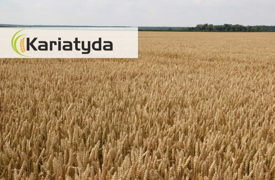 Pszenica ozima KARIATYDA jakościowa E/A