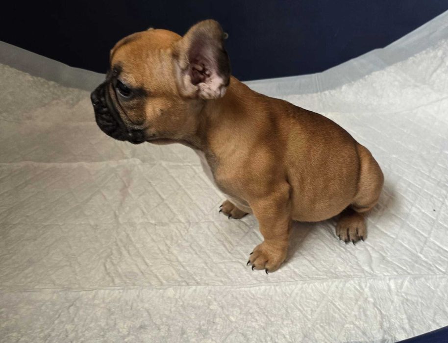 Bulldog francês   nascido a 11/8/2025