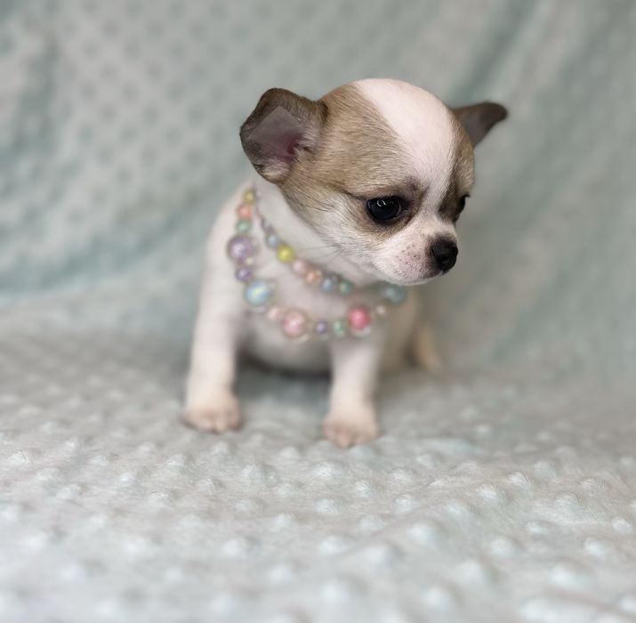 Chihuahua Femea Pelo Curto