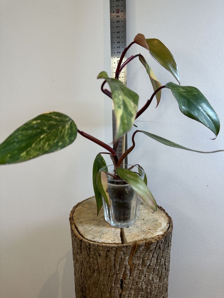 Філодендрон Philodendron Філодендрон Red Emerald var.