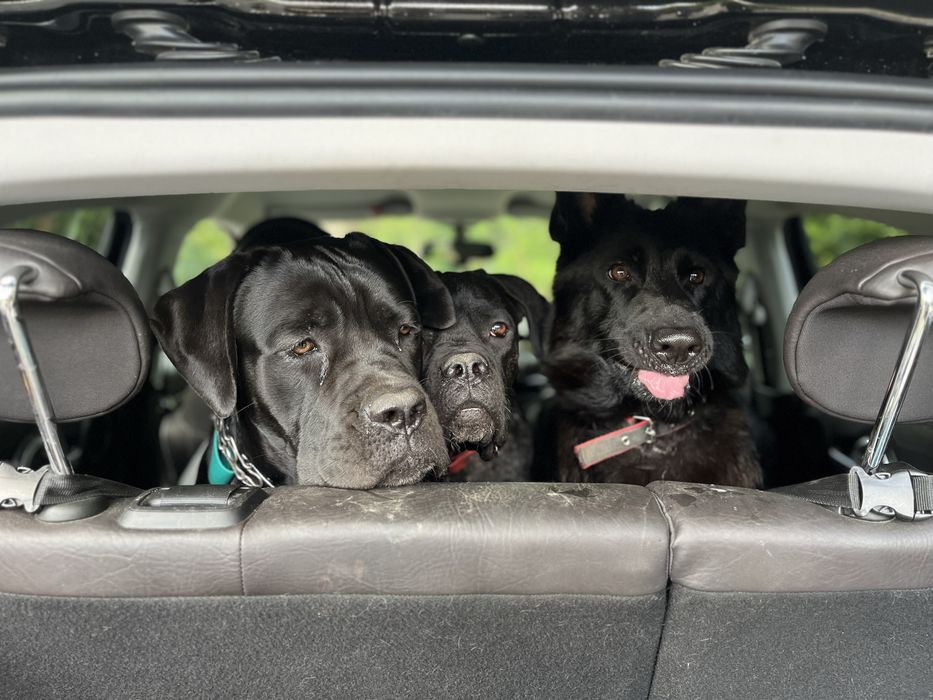 Domowy hotel dla psow - opieka dzienna, weekendowa i dluzsza - Gdynia