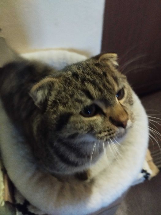 Нащадок Скоттіш фолд сподівається знайти люблячу родину