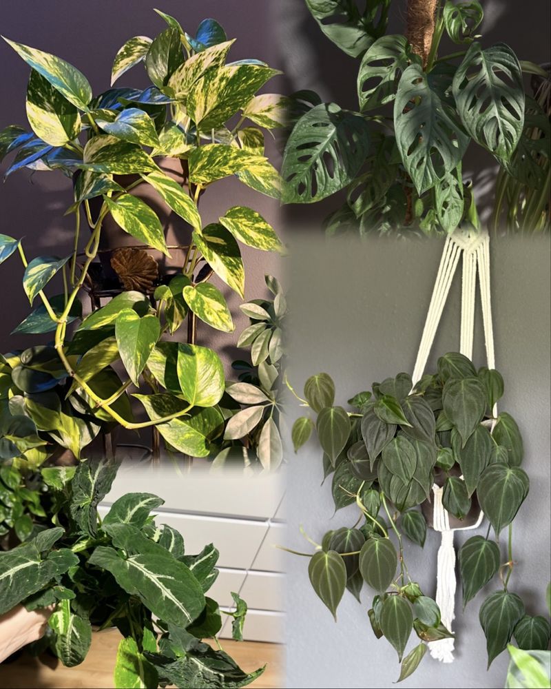 Nadwyżka roślin alokazja, epipremnum, monstera, filodendron