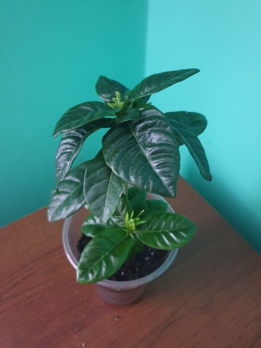 Набори всіх сортових антуріумів