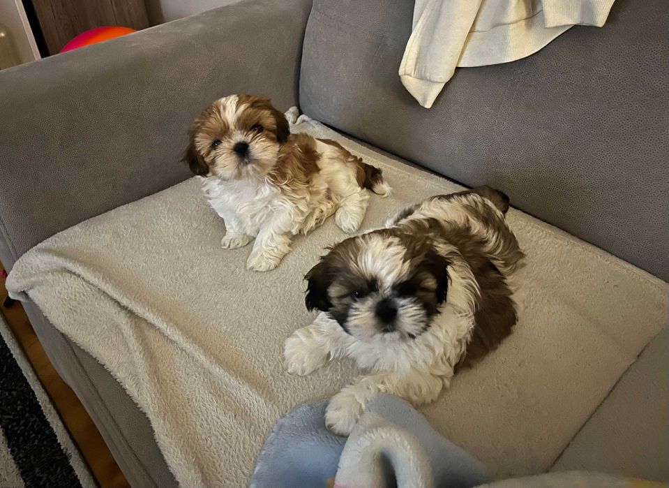 Shih tzu tricolor dwumiesięczne szczeniaczki