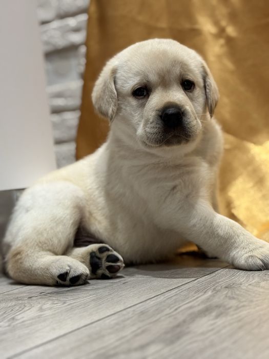 Красунчик хлопчик лабрадор з документами