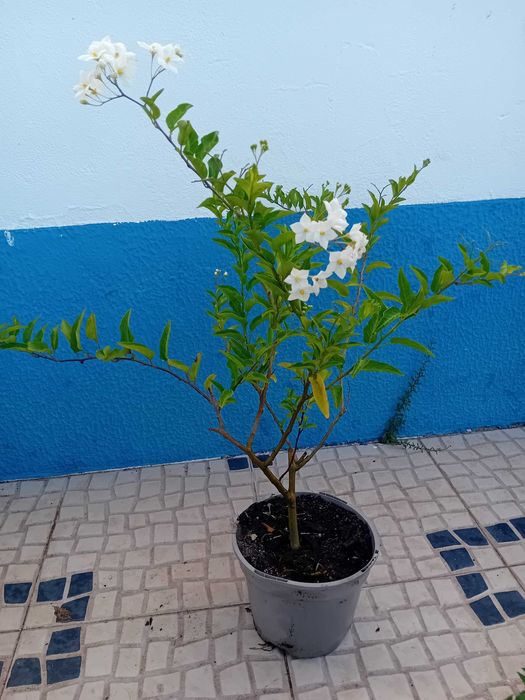 Trepadeira Solanum Jasminoides erva moura