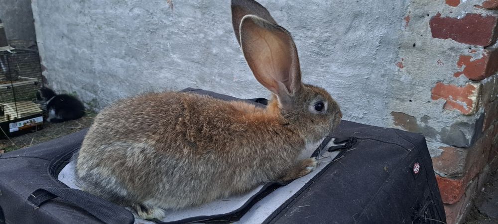 Króliki Belgijskie! Po olbrzymich rodzicach...