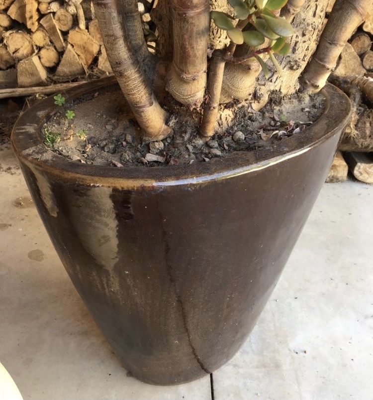 Planta suculenta Jade (da fortuna dinheiro amizade) em vaso de luxo