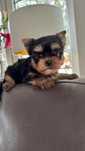 Yorkshire Terrier miniatura menina