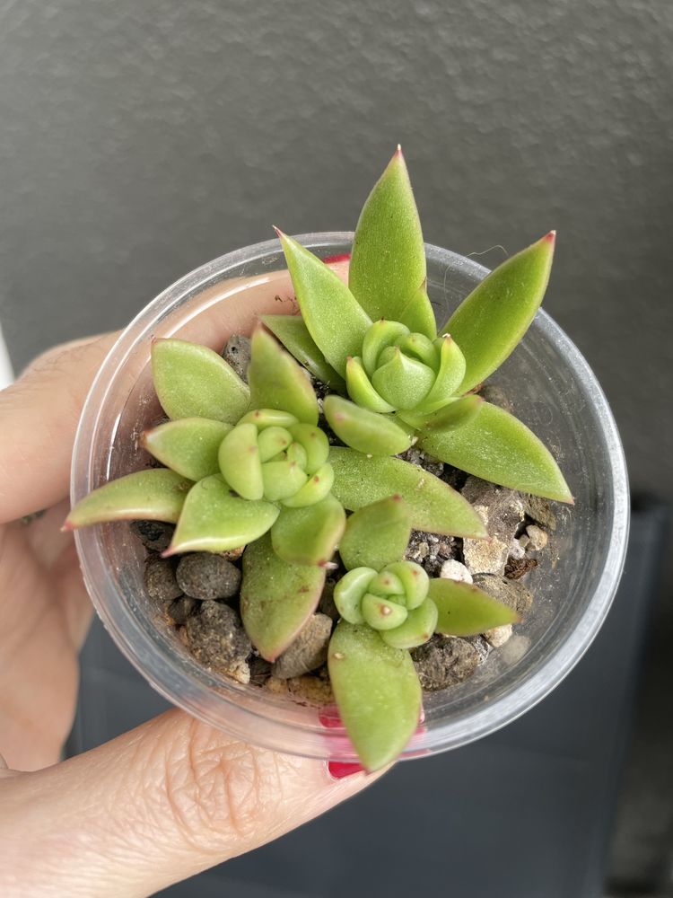Echeveria Miranda sukulent