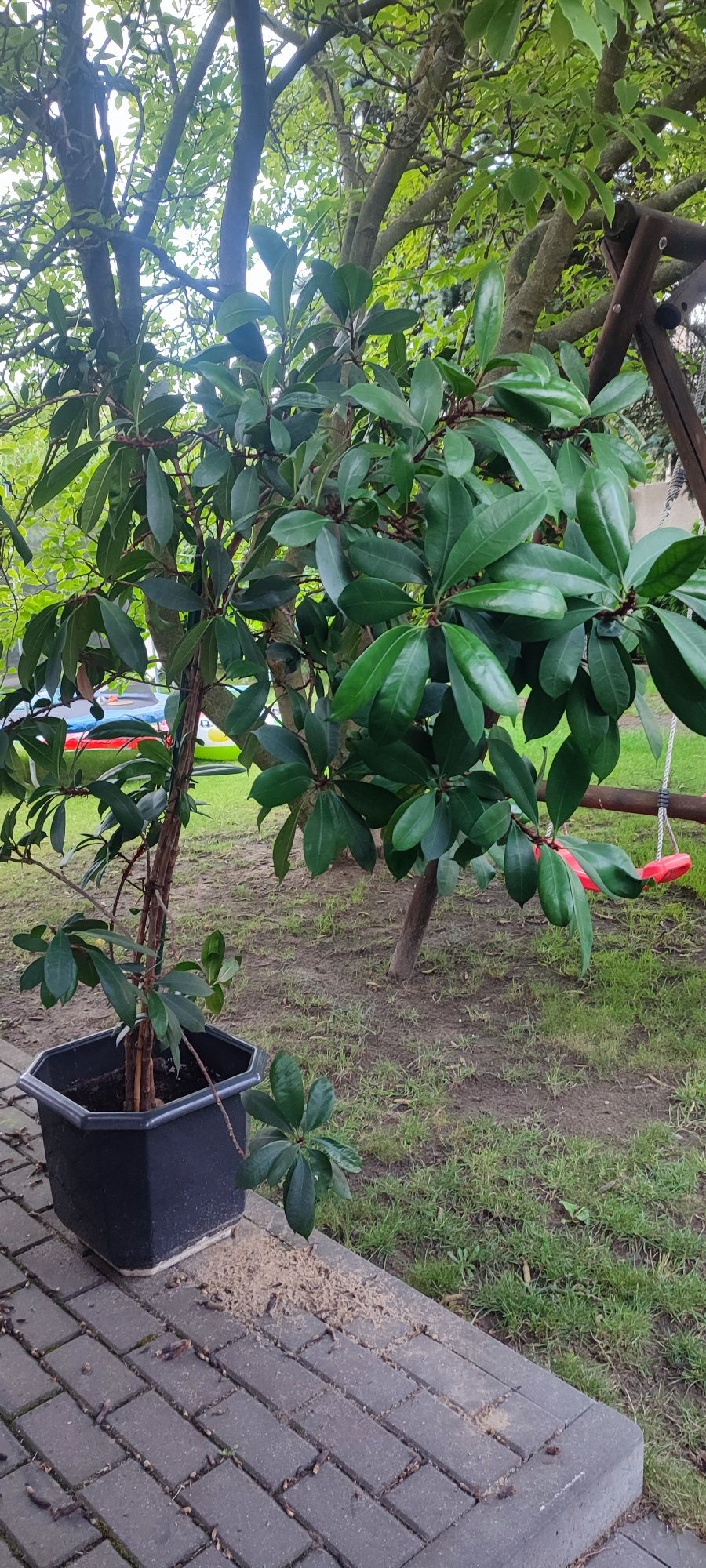 Sprzedam Fikusa 1.8m