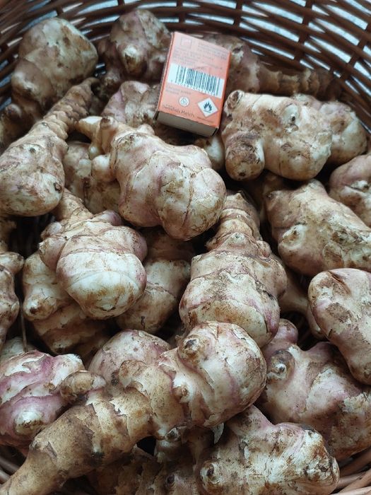 Duży topinambur leczniczy odporność 7kg