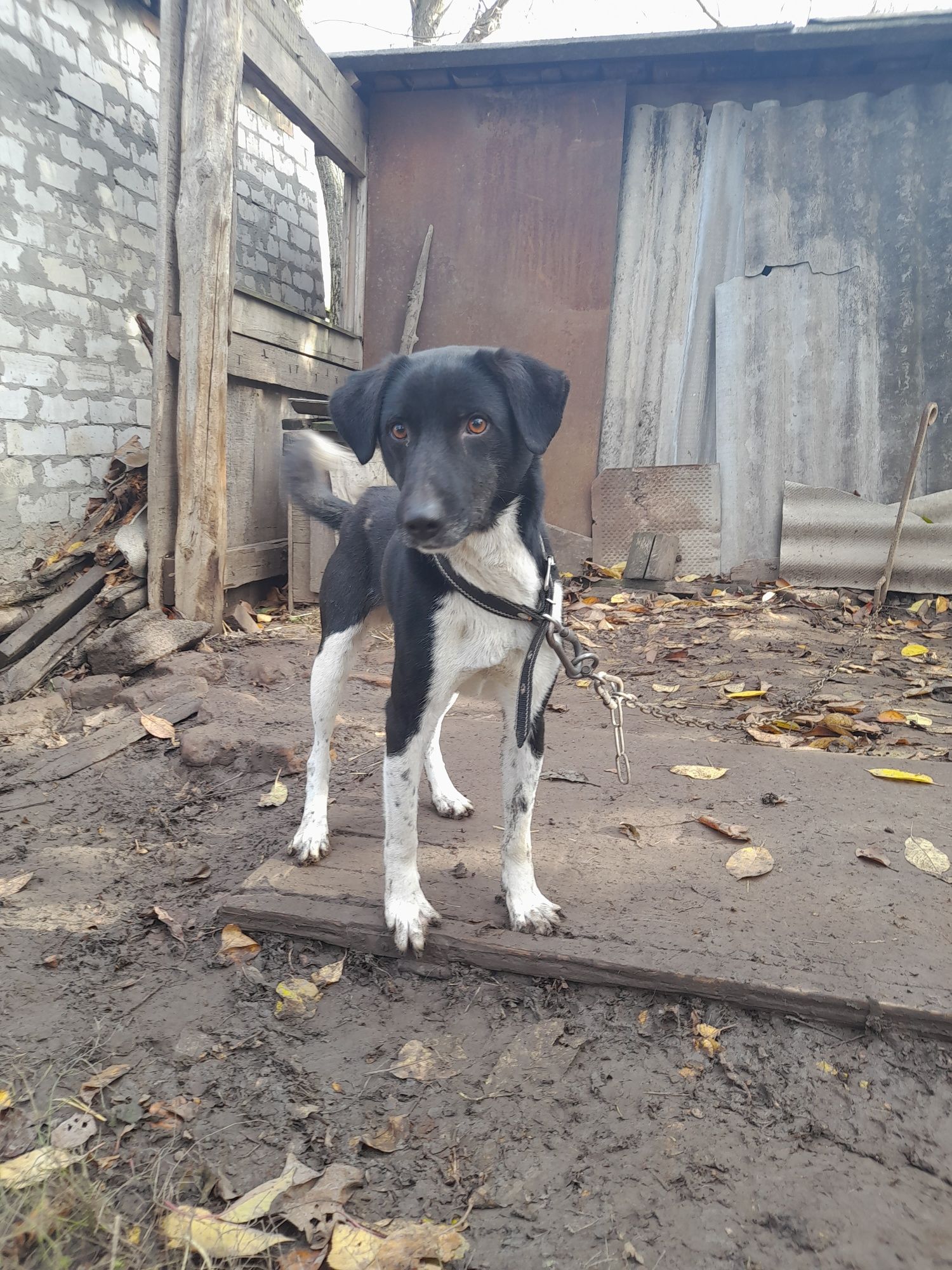 Шукає будинок Марс