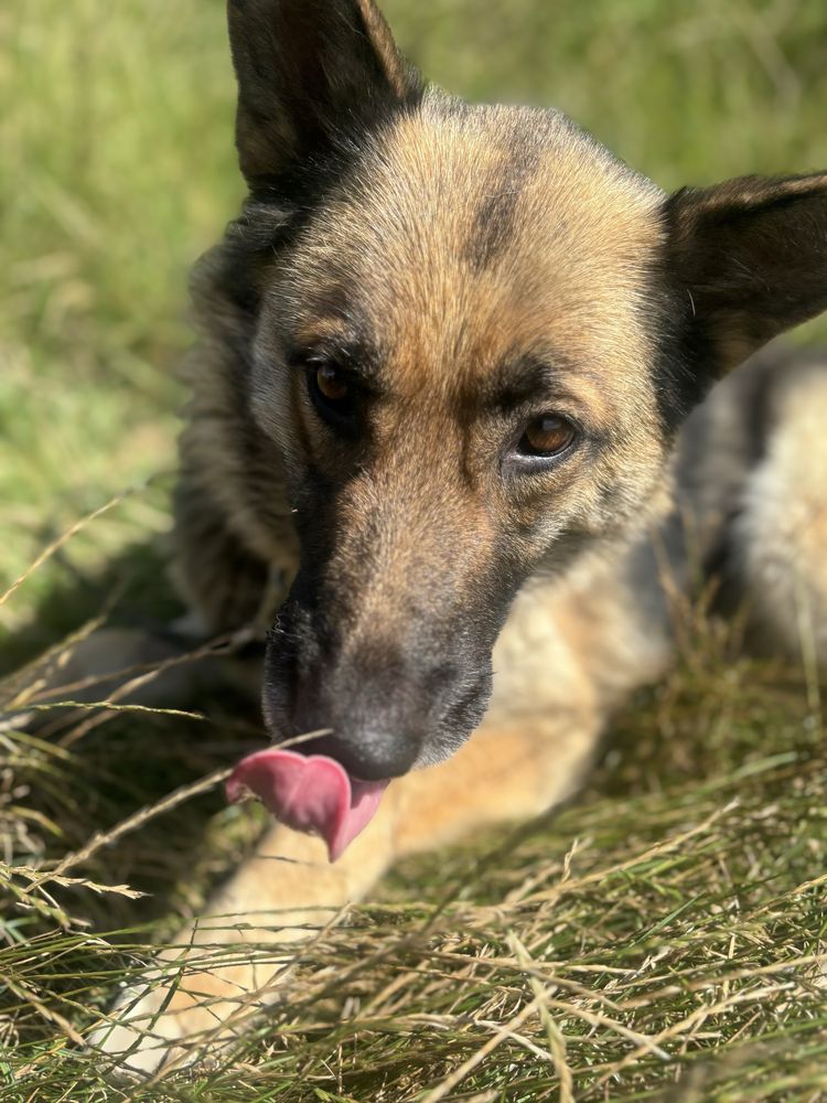 Owczarek niemiecki, sunia, do adopcji