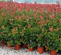 Photinia RED ROBIN