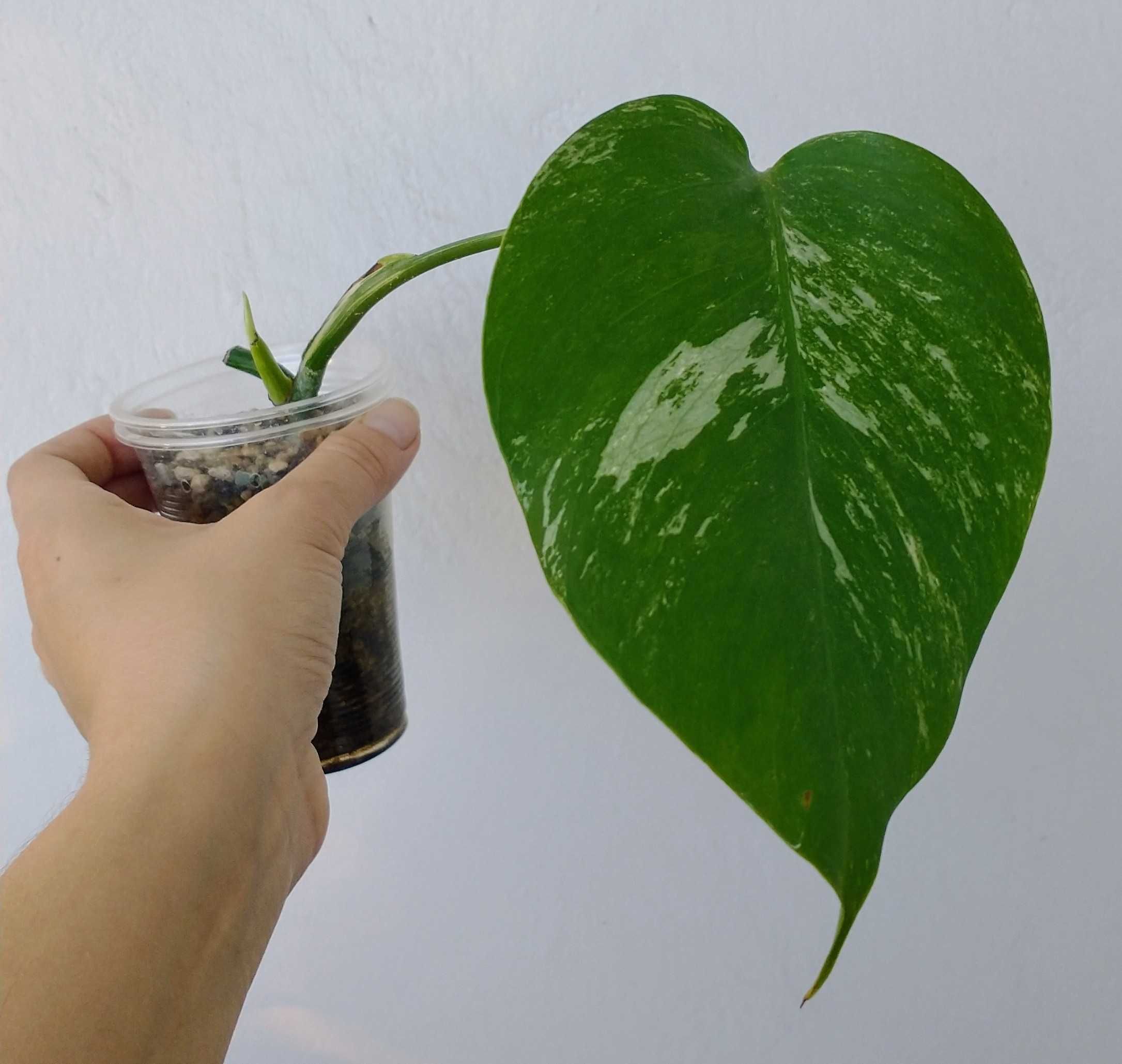 Monstery Variegata