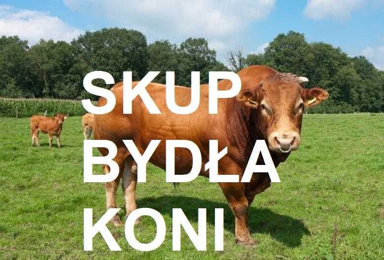 SKUP Bydła Koni Żywca !UBÓJ!