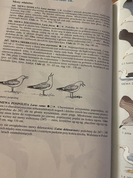 Ptaki Europy. Książka.